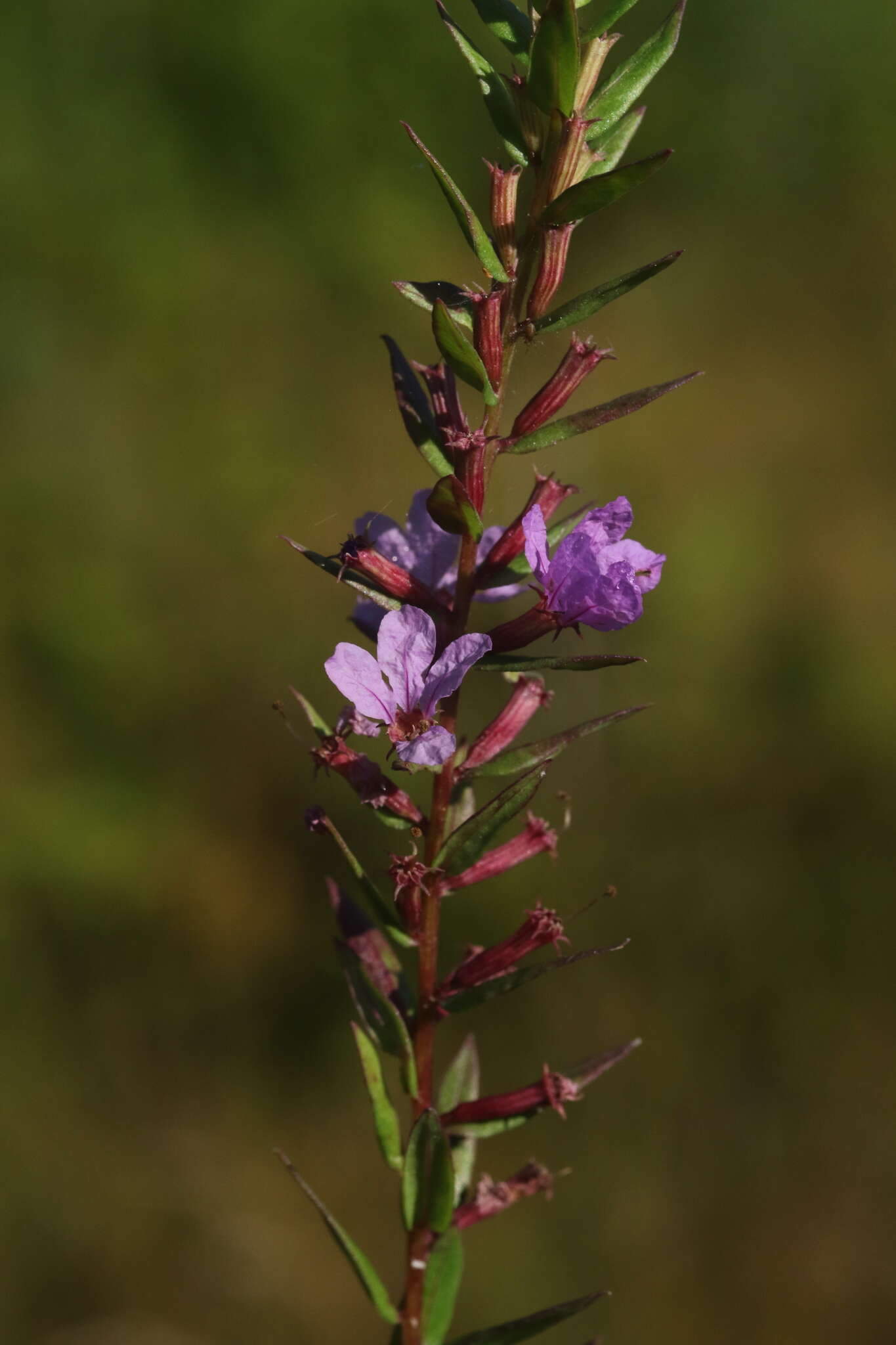 Imagem de Lythrum alatum Pursh