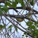 Слика од Cyanistes caeruleus orientalis Zarudny & Loudon 1905