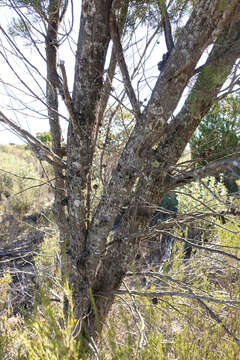 Plancia ëd Callitris verrucosa (A. Cunn. ex Endl.) F. Muell.