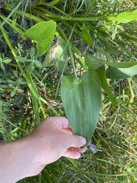 Image of <i>Pontederia <i>cordata</i></i> var. cordata