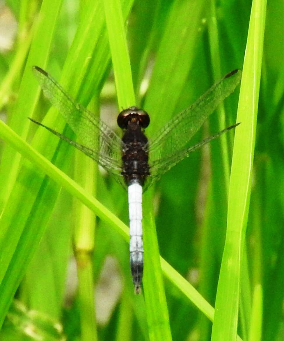 Sivun Erythrodiplax basifusca (Calvert 1895) kuva