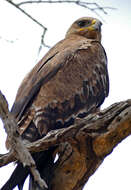 Image of Steppe Eagle