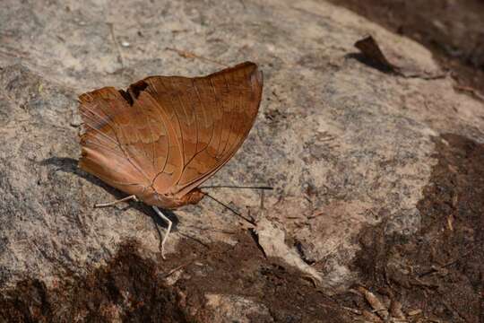 Image of Charaxes psaphon imna Butler 1870