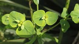 Слика од Euphorbia azorica Hochst.