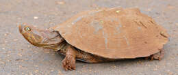 Image of Serrated hinged terrapin