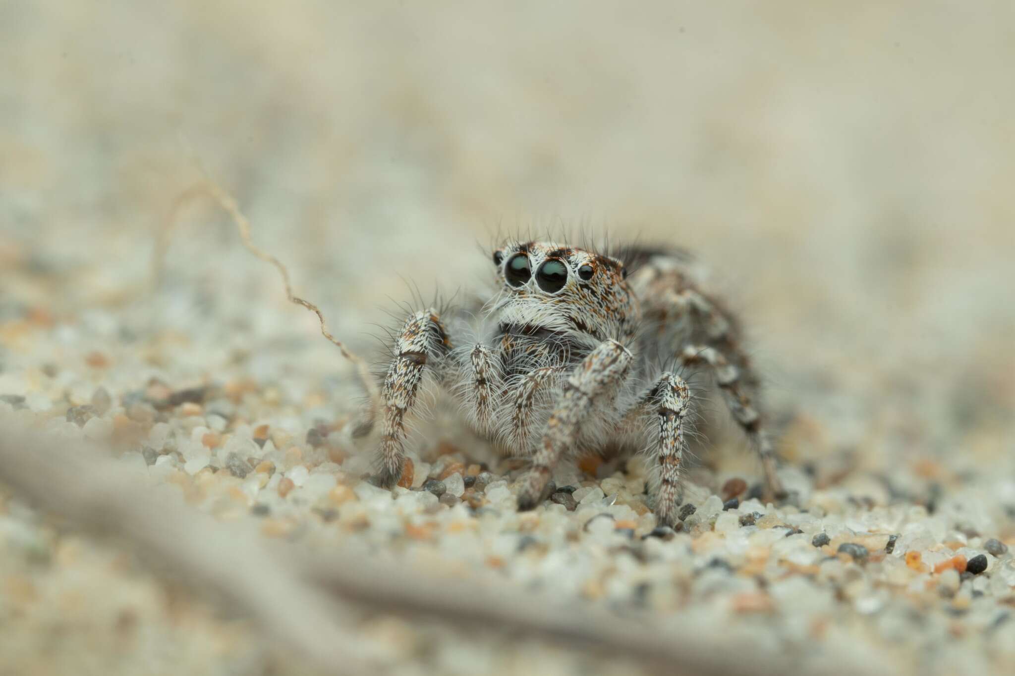 Plancia ëd Pseudomogrus univittatus (Simon 1871)