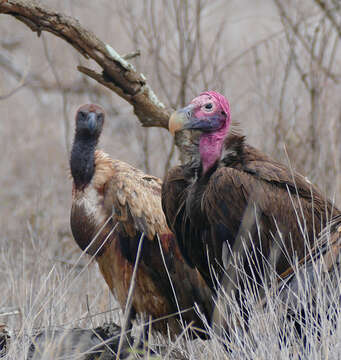 Image of White-backed Vulture