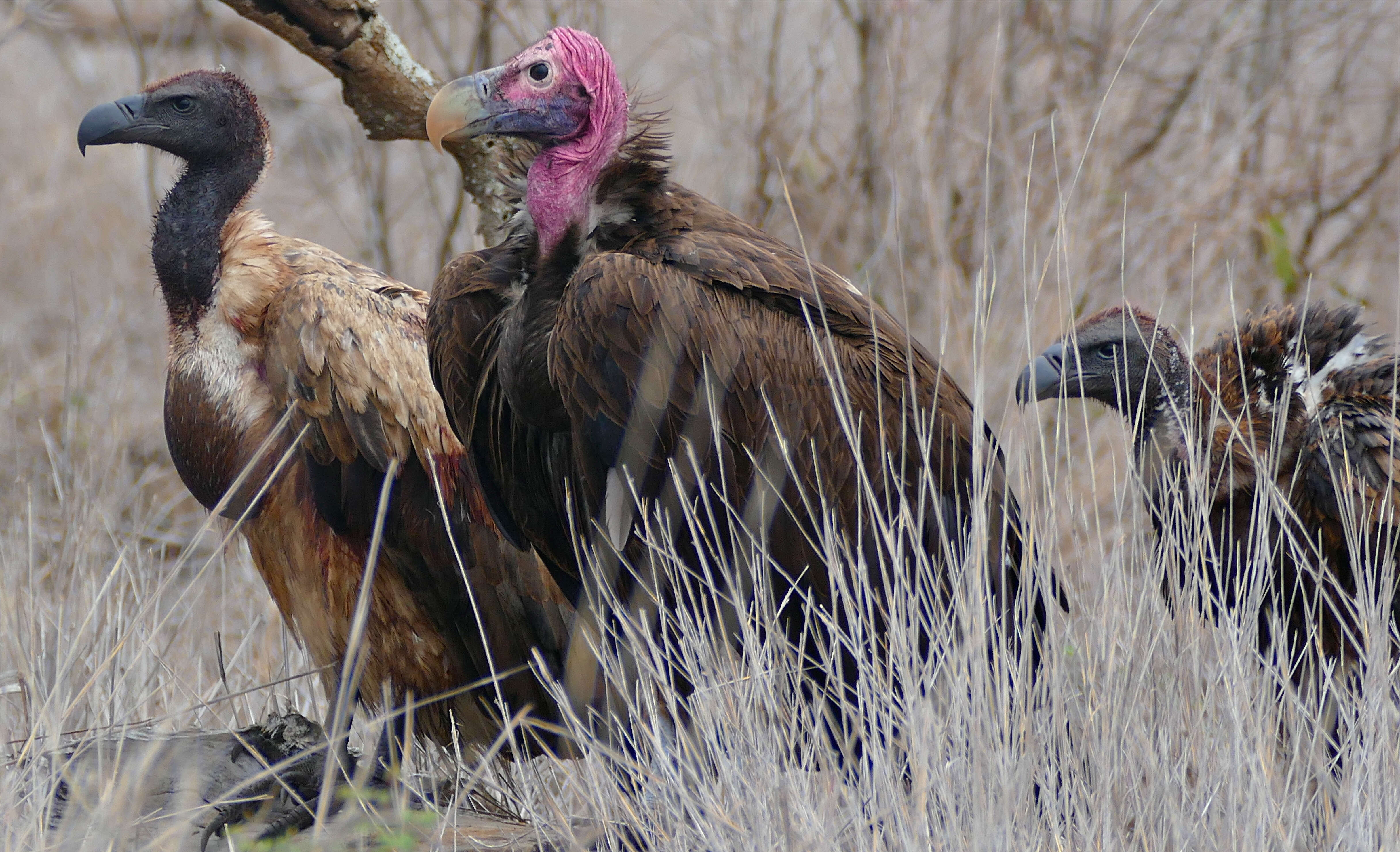 Image of White-backed Vulture