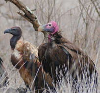 Image of White-backed Vulture