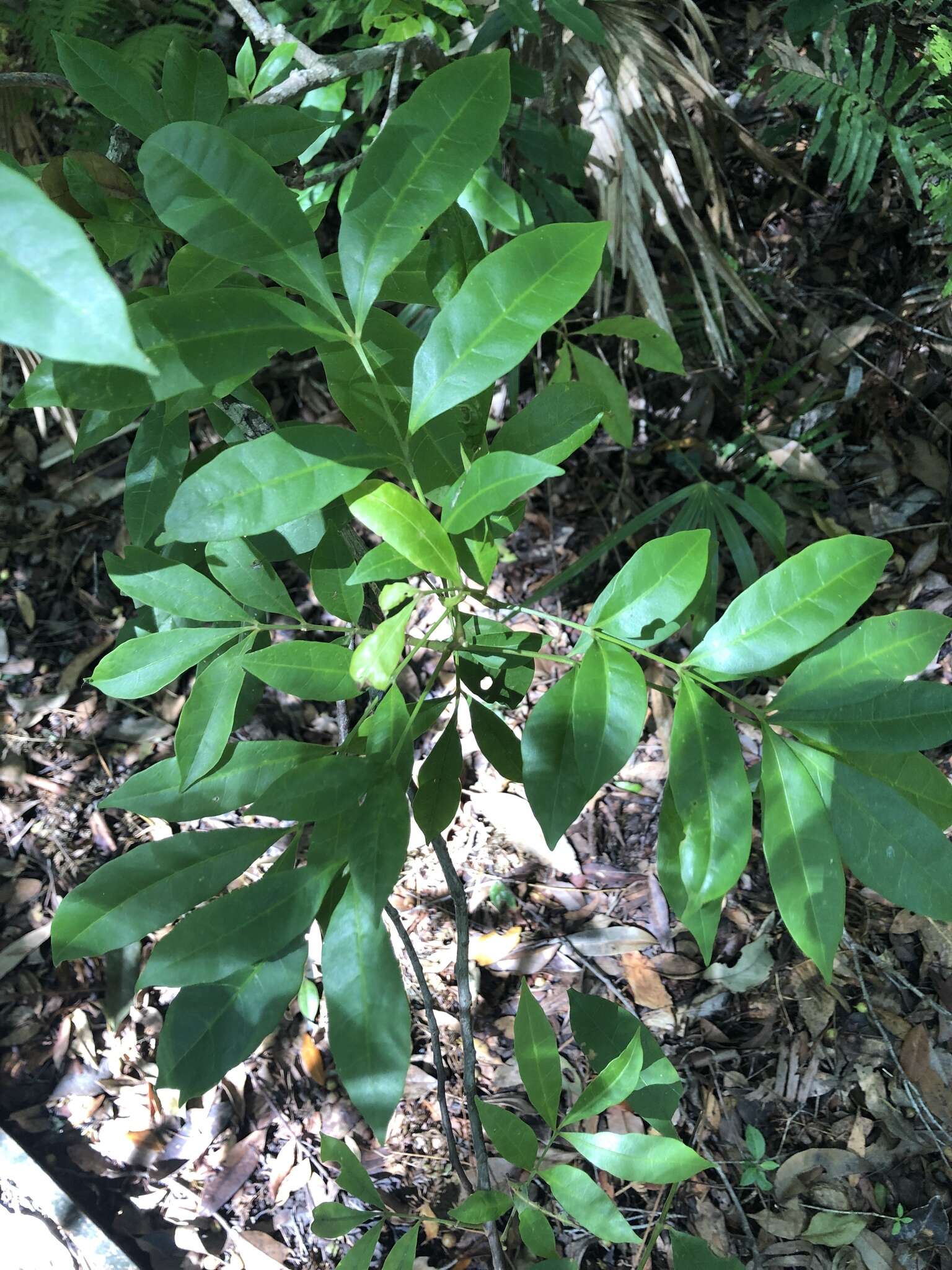 Image of Synoum glandulosum subsp. glandulosum