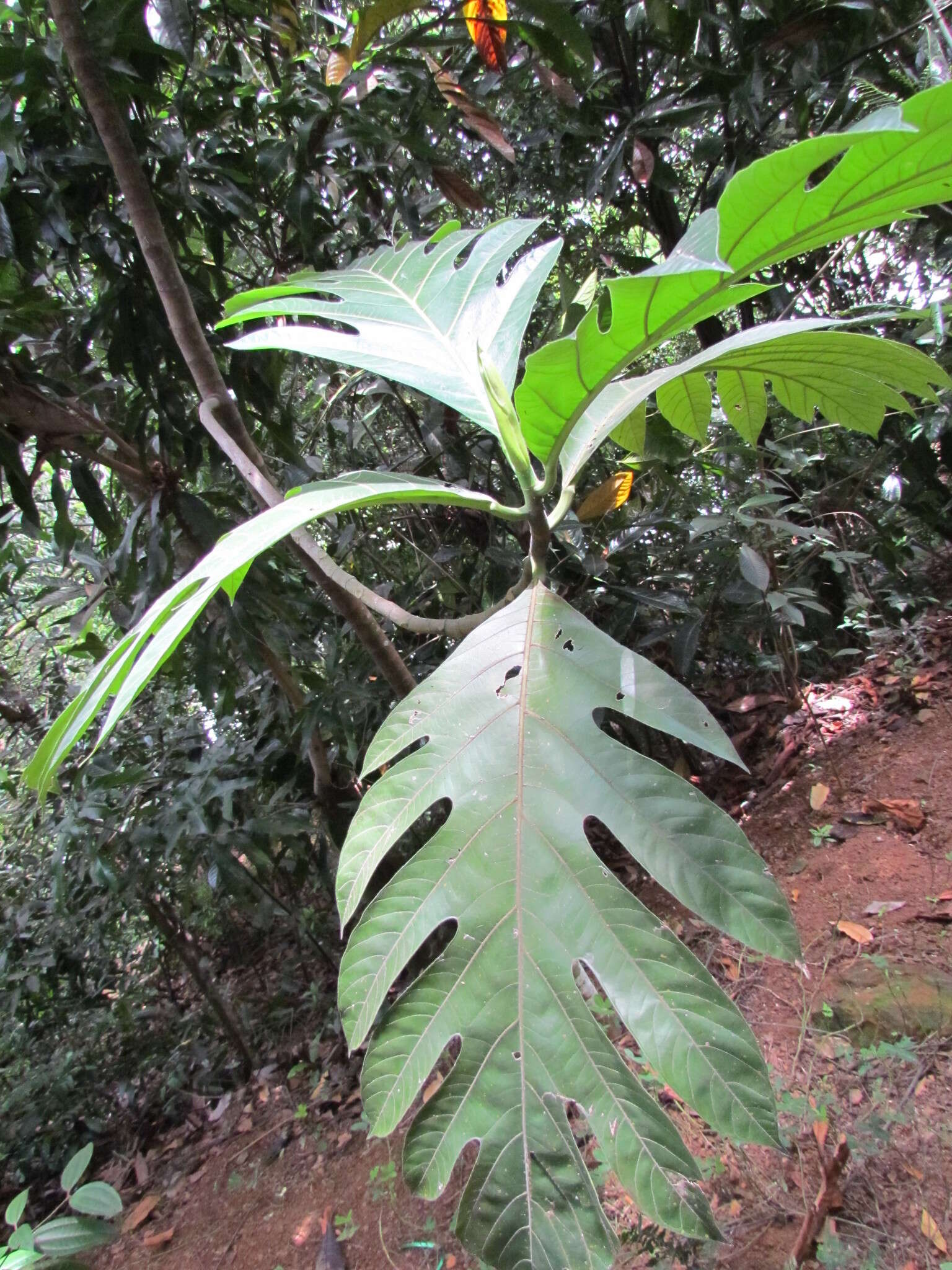 Image de Artocarpus altilis (Parkinson) Fosberg