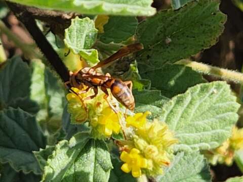 Image of Polistes dorsalis clarionensis Bohart 1949