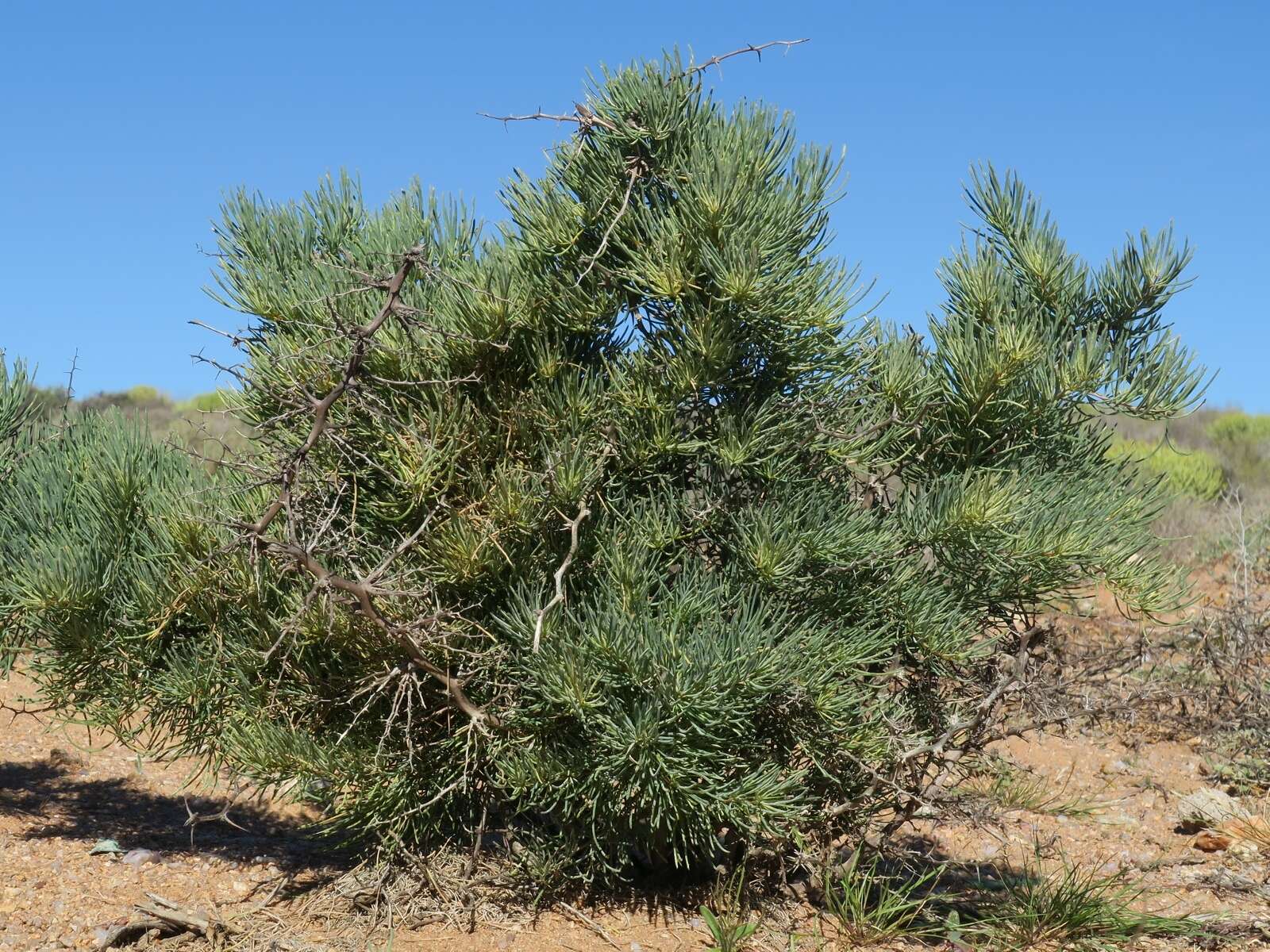 Image of Asparagus graniticus (Oberm.) Fellingham & N. L. Mey.