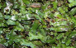 Marchantia foliacea Mitt. resmi