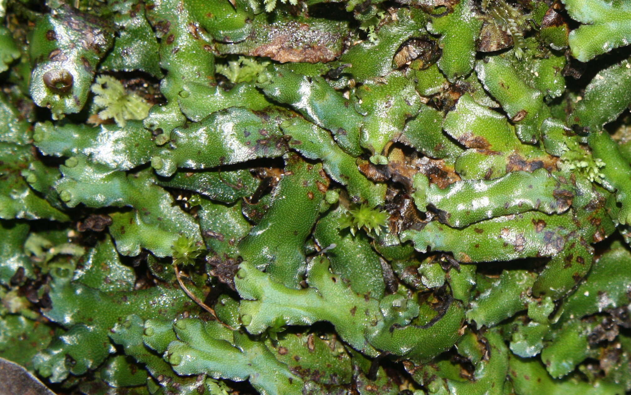 Image of Marchantia foliacea Mitt.