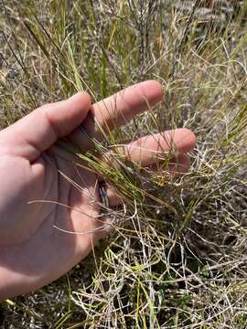 Imagem de Muhlenbergia utilis (Torr.) Hitchc.