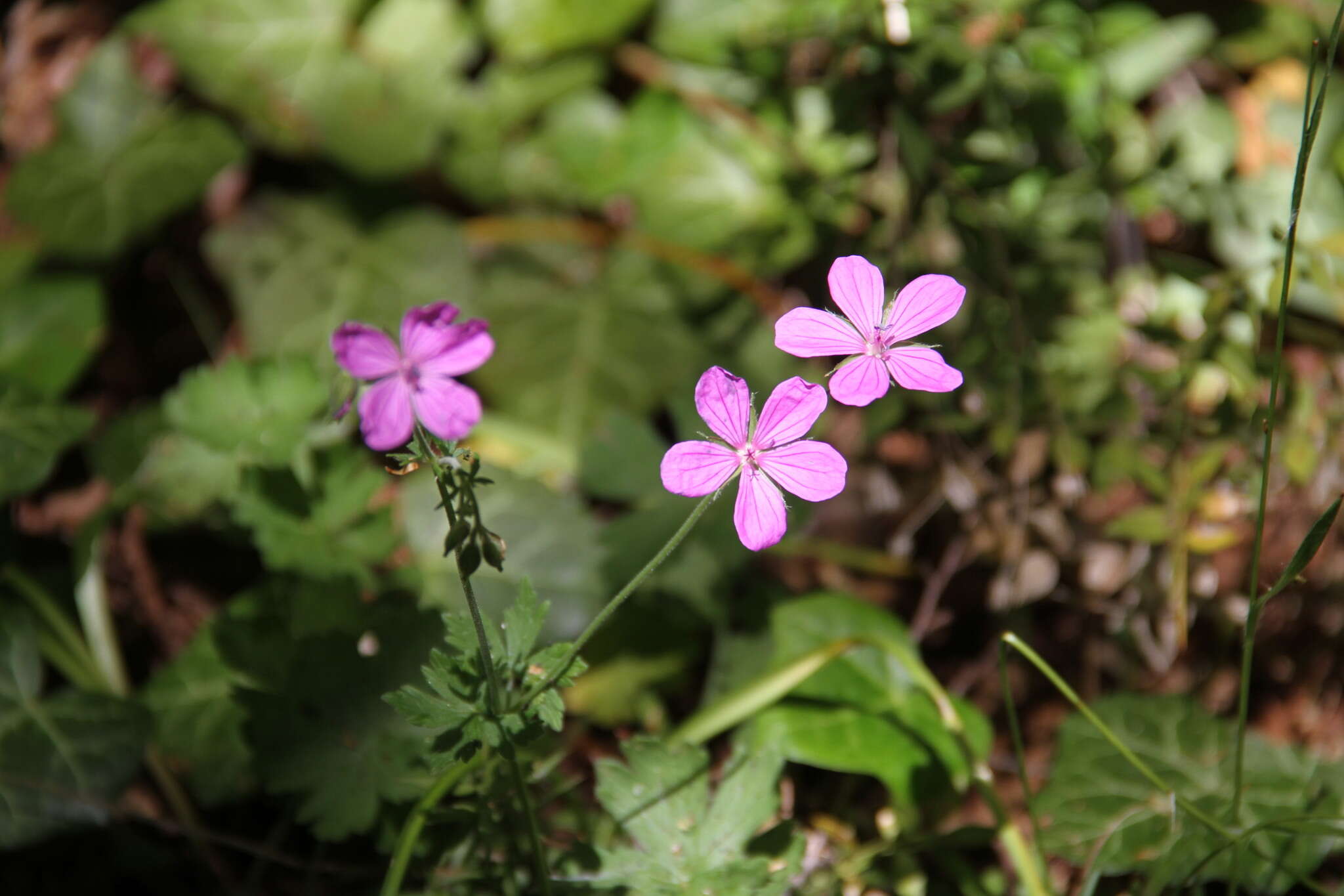 Imagem de Geranium asphodeloides subsp. tauricum (Rupr.) Fritsch