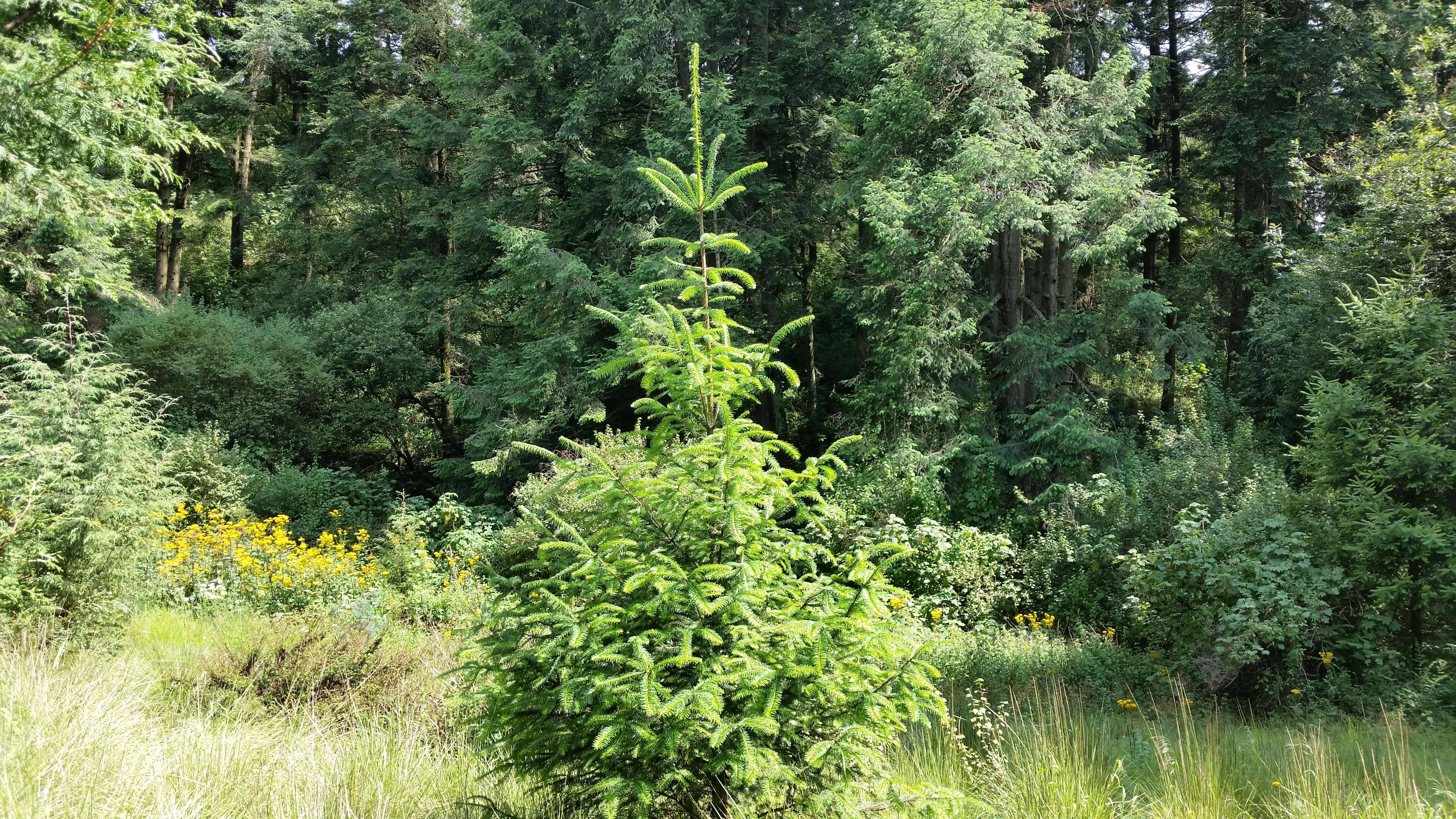 Image of Oyamel Fir