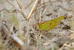 Image of <i>Colias <i>electo</i></i> electo