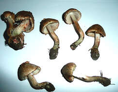 صورة Inocybe haemacta (Berk. & Cooke) Sacc. 1887