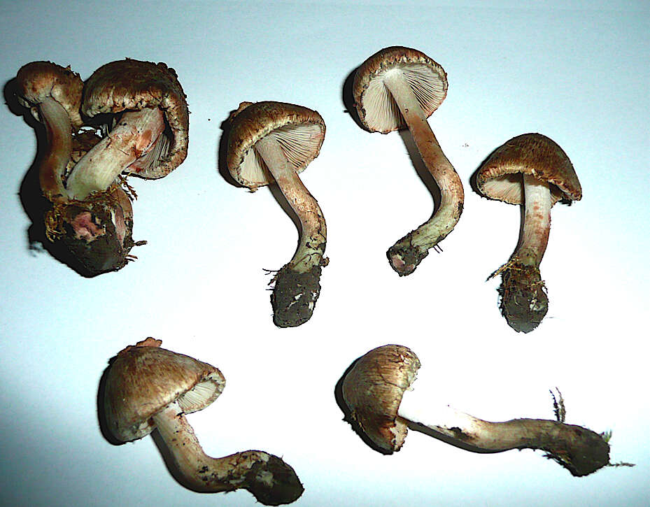 صورة Inocybe haemacta (Berk. & Cooke) Sacc. 1887