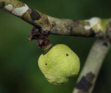 Sivun Diospyros iturensis (Gürke) Letouzey & F. White kuva