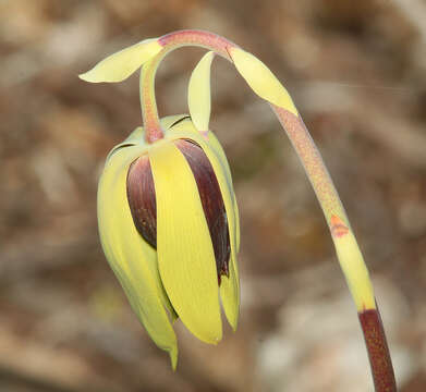 Image of California pitcherplant