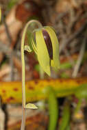 Image of California pitcherplant