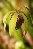 Image of California pitcherplant