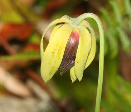 Image of California pitcherplant