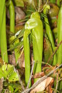 Image of California pitcherplant