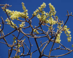 Image of Croton magneticus Airy Shaw