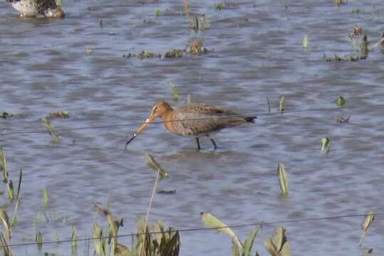 Слика од Limosa limosa limosa (Linnaeus 1758)