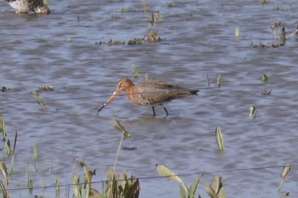 Image of Limosa limosa limosa (Linnaeus 1758)