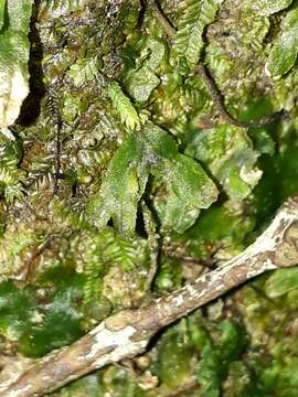 Imagem de Symphyogyna hymenophyllum (Hook.) Nees & Mont.