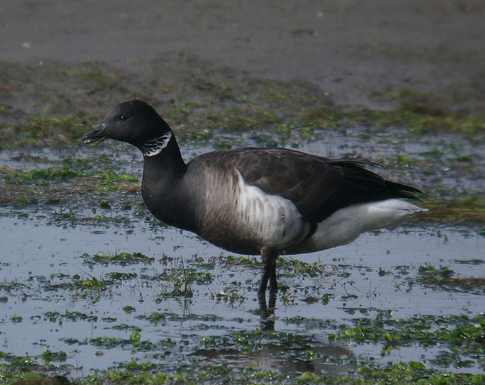 Image of Grey-bellied Brent Goose