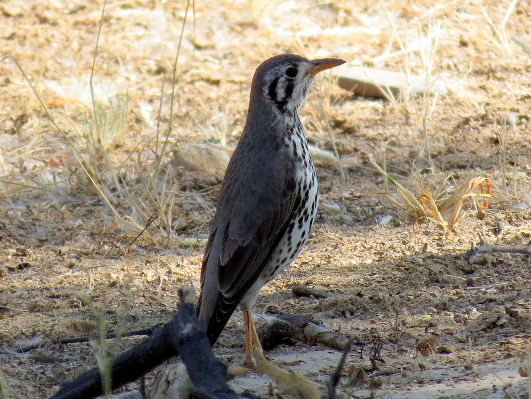 Plancia ëd Turdus litsitsirupa pauciguttatus Clancey 1956