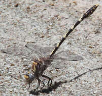 Sivun Progomphus borealis McLachlan ex Selys 1873 kuva