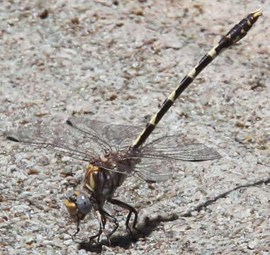 صورة Progomphus borealis McLachlan ex Selys 1873