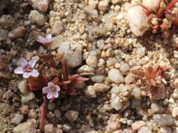 Image of streambank springbeauty