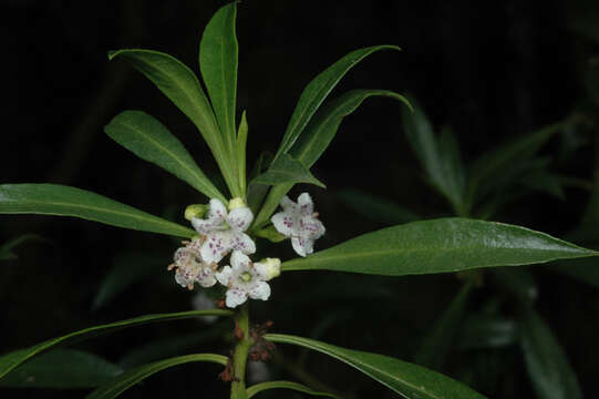 Image of Myoporum tenuifolium G. Forster