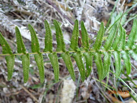 Imagem de Goniopteris retroflexa (L.) Salino & T. E. Almeida