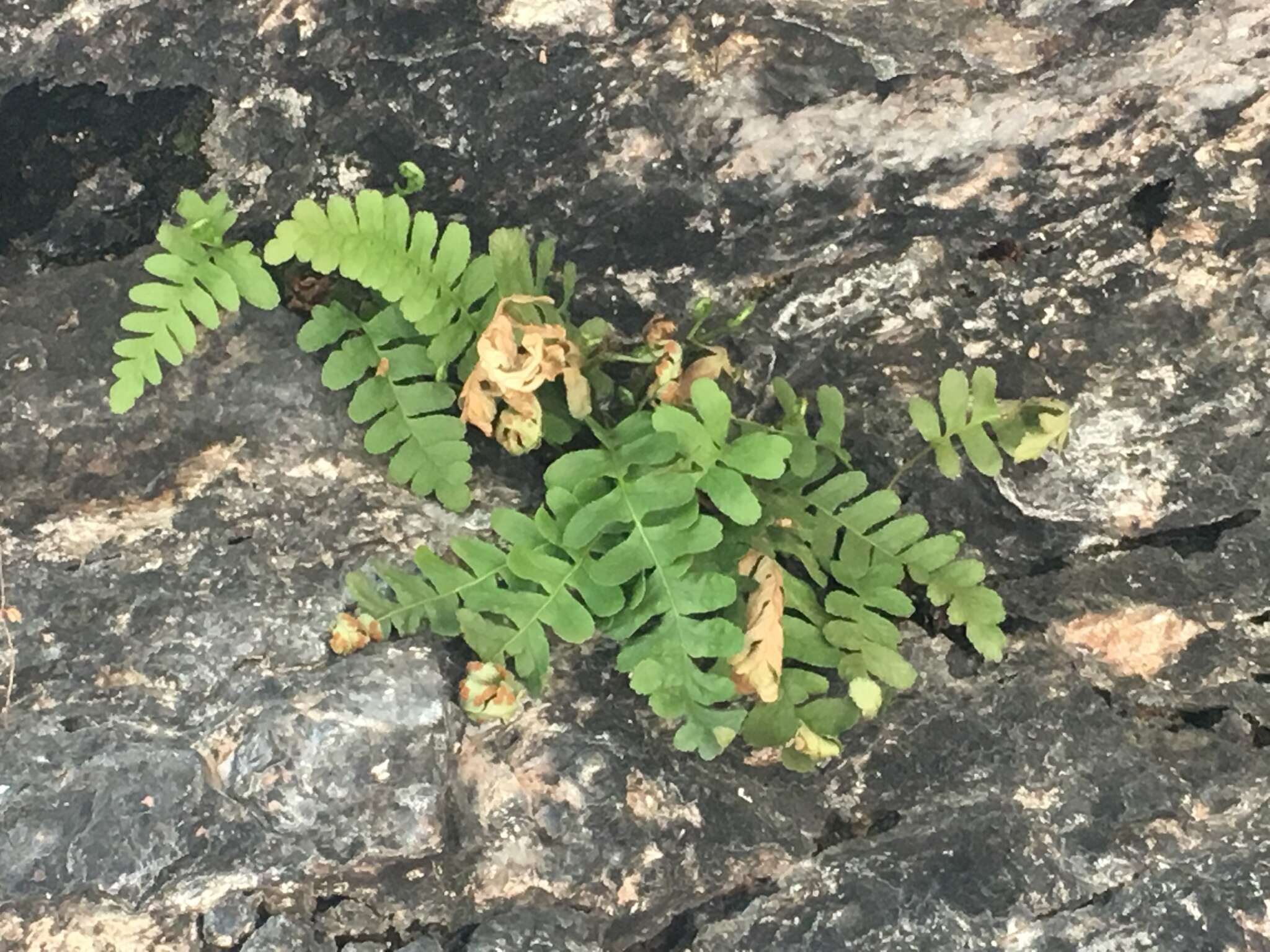 Sivun Polypodium saximontanum Windham kuva