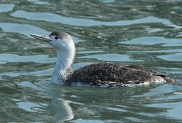 Image of loons