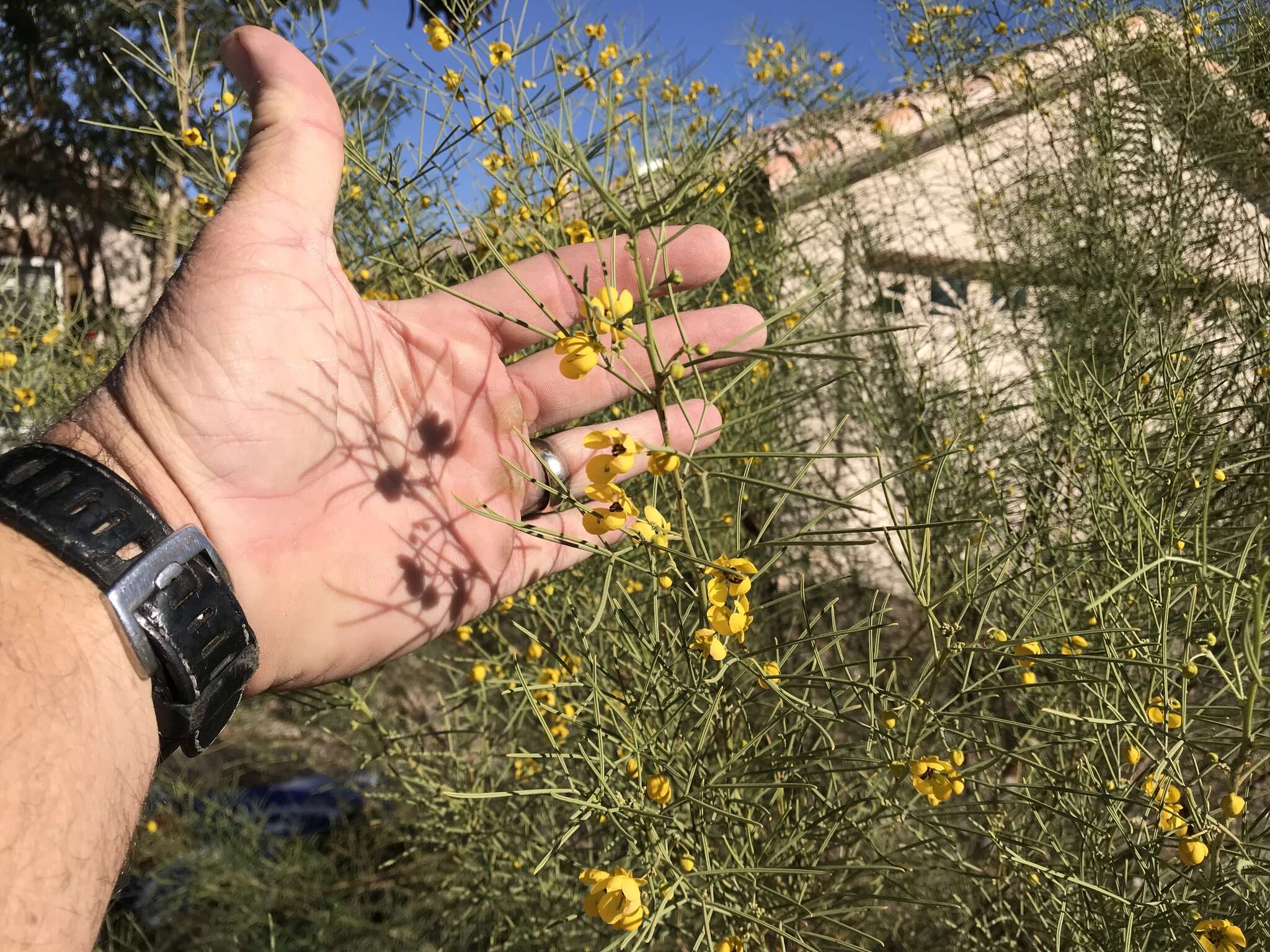 Image of Burnt-leaved Acacia