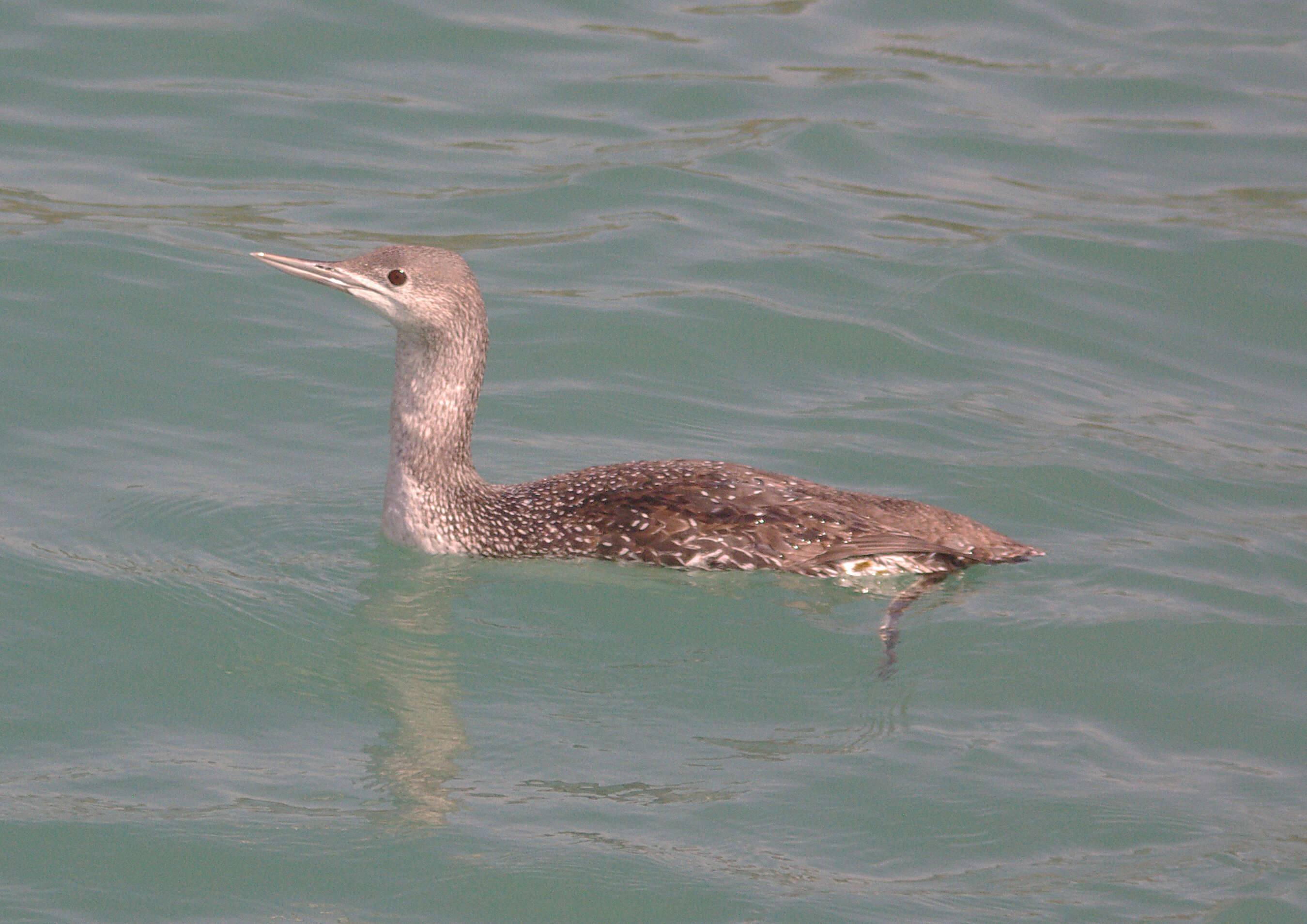 Image of loons