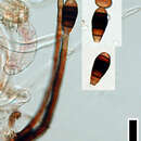 Image of Phragmocephala stemphylioides (Corda) S. Hughes 1958