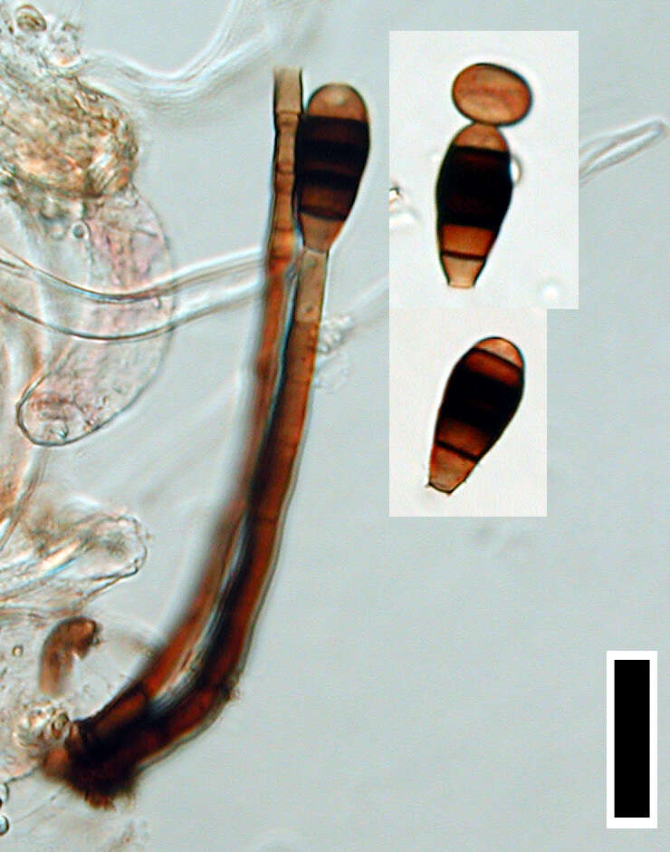 Image of Phragmocephala stemphylioides (Corda) S. Hughes 1958
