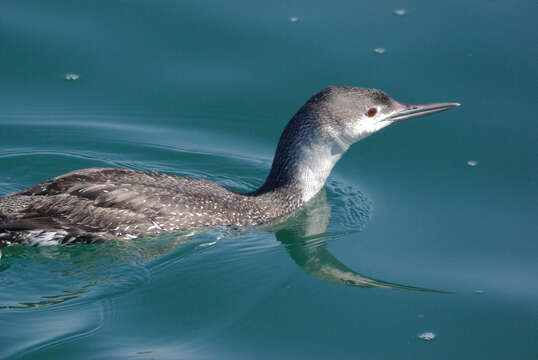 Image of Red-throated Diver