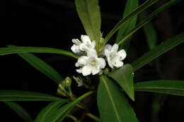 Myoporum betcheanum L. S. Smith resmi